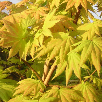 Acer shirasawanum 'Autumn Moon'