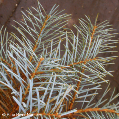 Abies concolor 'Blue Cloak'
