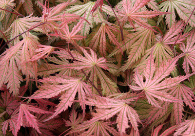 Acer palmatum 'Ariadne'