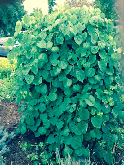 Cercis canadensis ‘Covey’ 1