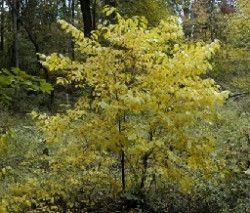 Lindera benzoin