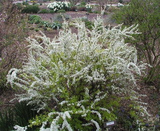 Spiraea thunbergii 'Ogon'