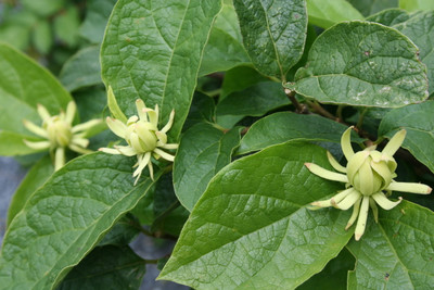 Calycanthus floridus 'Athens'