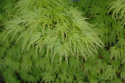 Acer palmatum 'Seiryu'