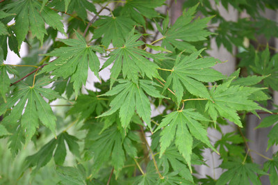 Acer x pseudosieboldianum 'North Wind'