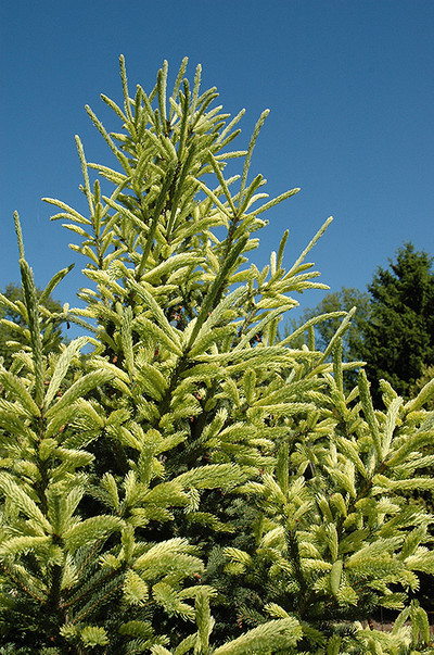 Picea glauca 'The LImey'