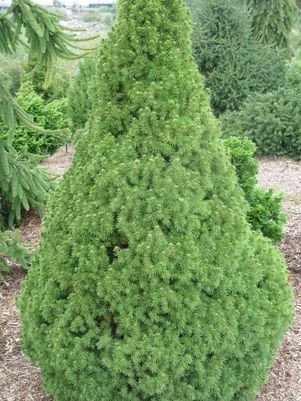 Picea glauca 'Conica'