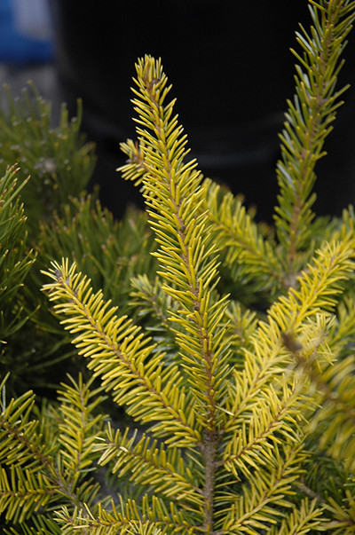 Picea omorika 'Aurea'