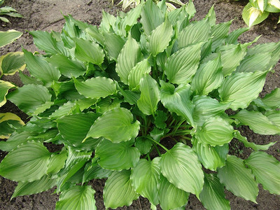Hosta 'Stirfry'