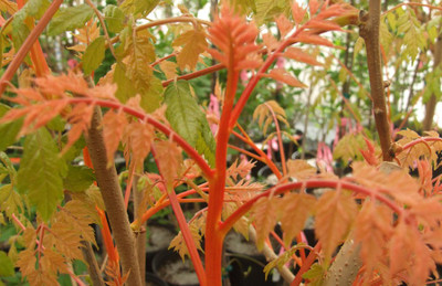 Koelreuteria paniculata 'Coral Sun'