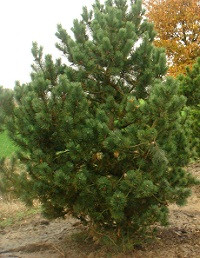 Pinus mugo 'La Cabana'