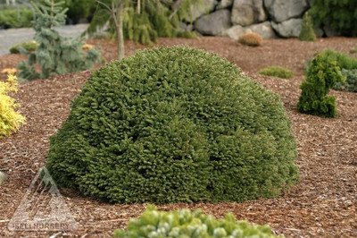 Picea abies 'Fat Cat'