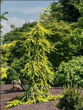Picea abies 'Gold Drift'