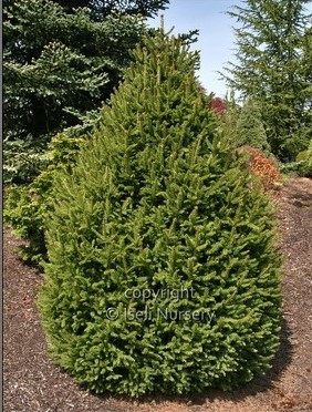 Picea abies 'Sherwood Compact'
