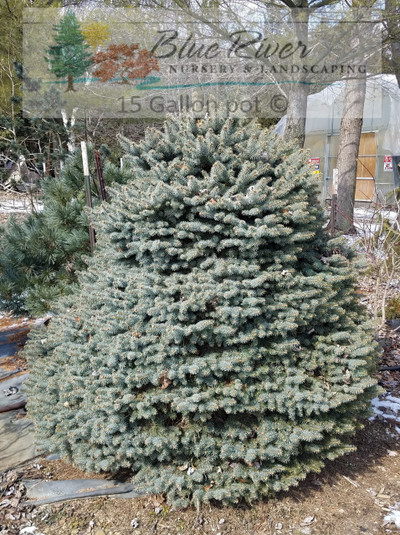 Picea pungens 'Ferrance Skirt' on std