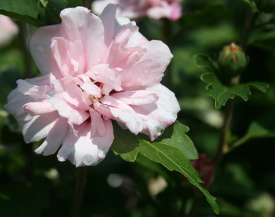 Hibiscus syriacus 'Blushing Bride' tree form
