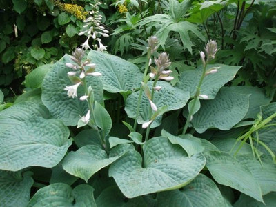 Hosta 'Wheaton Blue'
