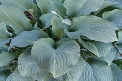 Hosta 'Blue Mountains'