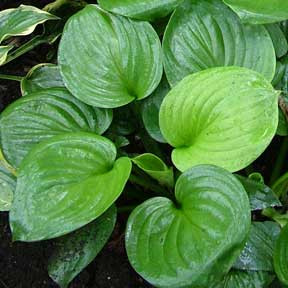Hosta 'Mojito'