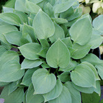 Hosta 'Minutini'
