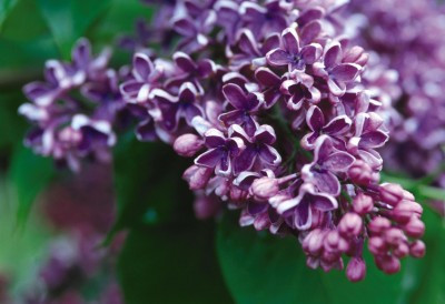 Syringa vulgaris 'Albert F. Holden'