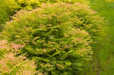 Sorbaria sorbifolia 'Sem'