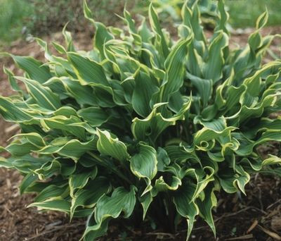 Hosta 'Electrocution'