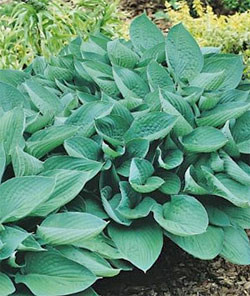 Hosta sieboldiana 'Elegans'