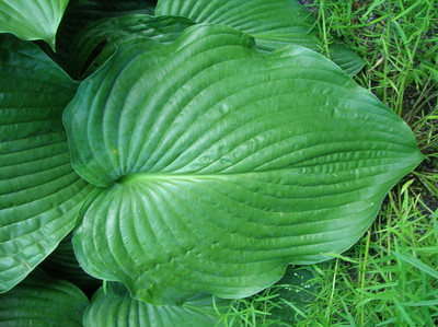 Hosta 'Fluctuans'