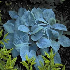 Hosta 'Fragrant Blue'