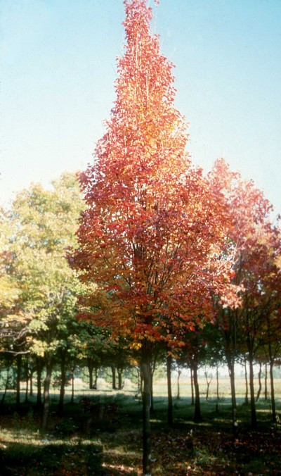 Acer Shirasawanum Red Dawn