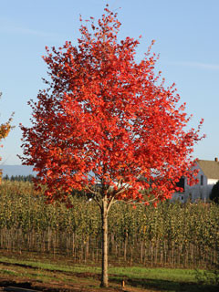 Photo courtesy of J. Frank Schmidt & Son Co. 
