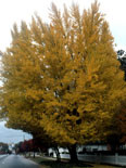 Ginkgo biloba 'The President' Presidential Gold