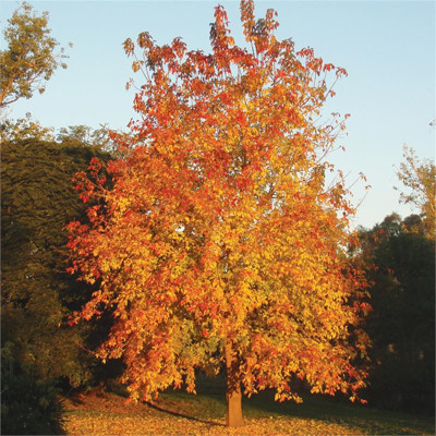 Acer negundo 'Sensation'