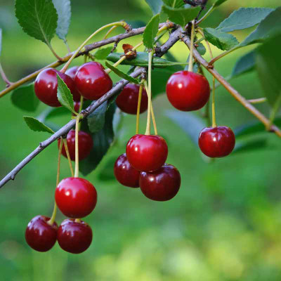 Prunus cerasus 'Meteor'