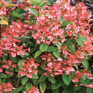 Hydrangea paniculata 'Little Quick Fire'