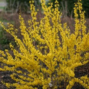 Forsythia x intermedia 'Show Off'