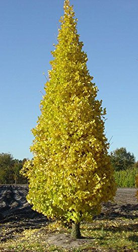 Ginkgo biloba 'Princeton Sentry'