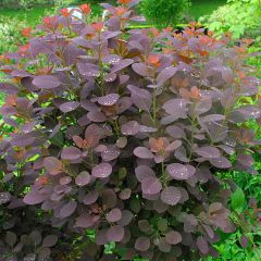 Cotinus coggygria atropurpurea