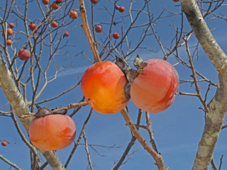 Diospyros virginiana