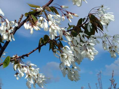 Amelanchier laevis 'Snowcloud'
