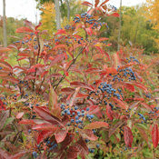 Viburnum nudum 'Brandywine'