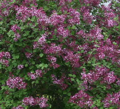 Syringa Bloomerang Purple