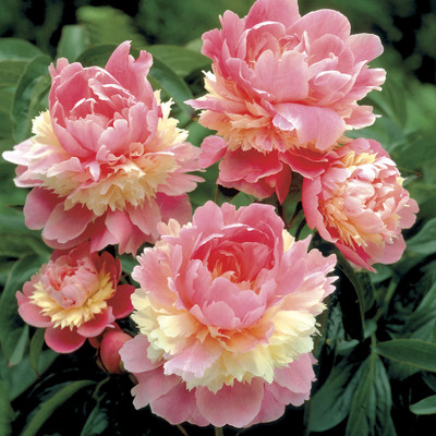 Paeonia lactiflora 'Sorbet'
