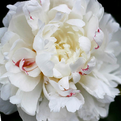 Paeonia lactiflora 'Festiva Maxima'
