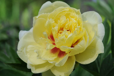 Paeonia 'Bartzella'