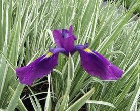 Iris ensata 'Variegata'