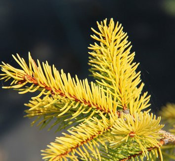 Picea abies 'Aurea Magnifica'