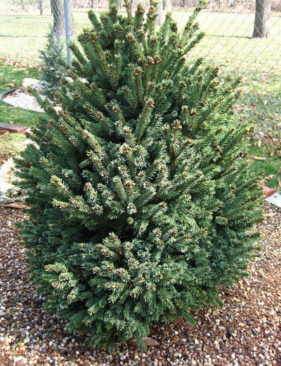 Picea glauca 'Blue Teardrop'