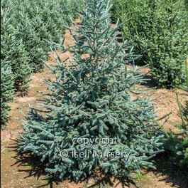 Picea obova 'Arctos'